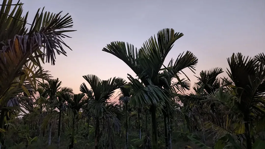 I've been unwell for some time and unable to work. So we stepped out tonight for a change in scenery and some fresh(er) air. Spending the night #camping at an #arecanut #farm.