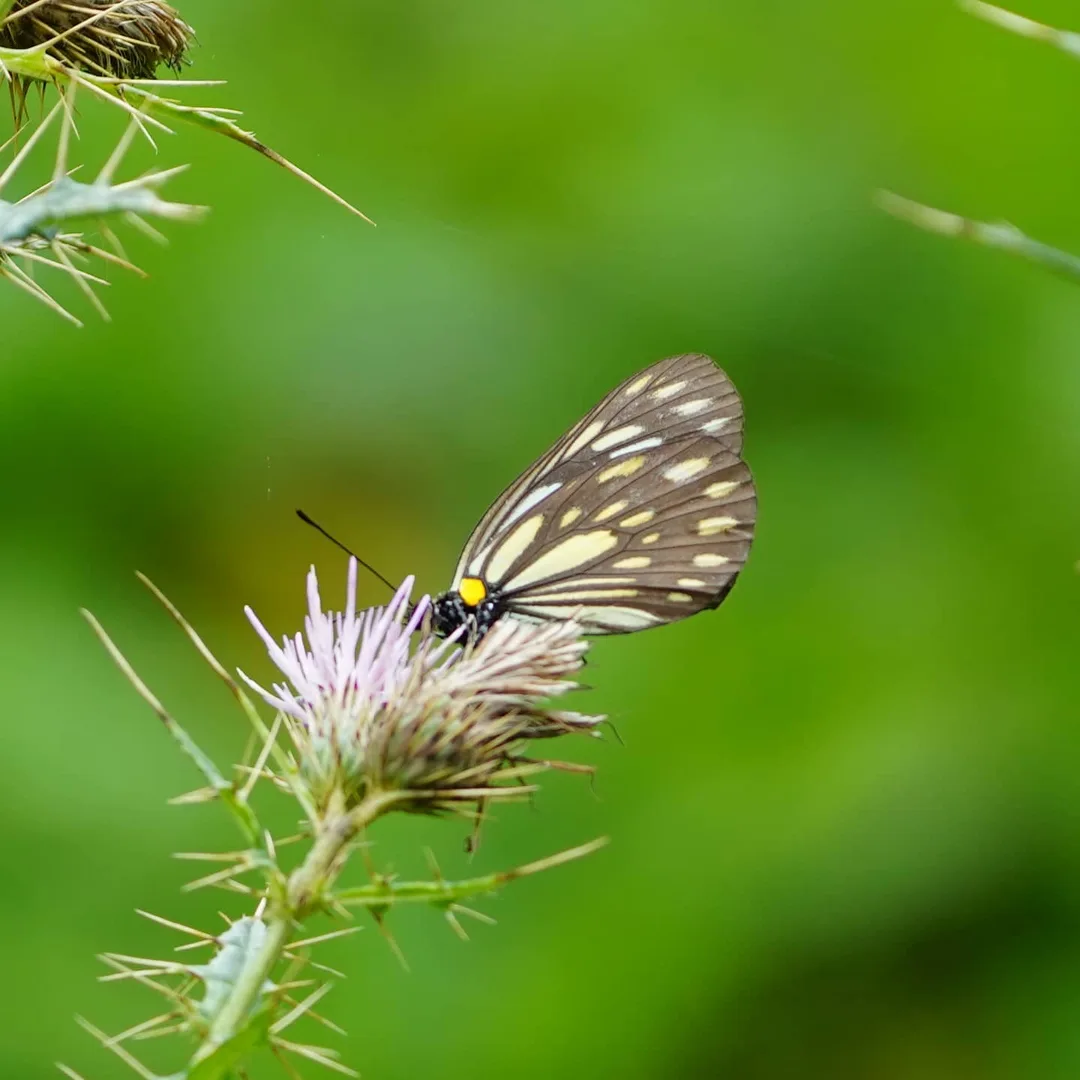 The butterfly Aporia on a Creeping Thistle. Pic by M1.