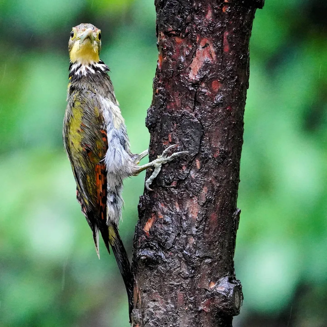 When wet in the rain, all birds resemble a chicken 😂

Lesser yellownape woodpecker, कठफोड़वा