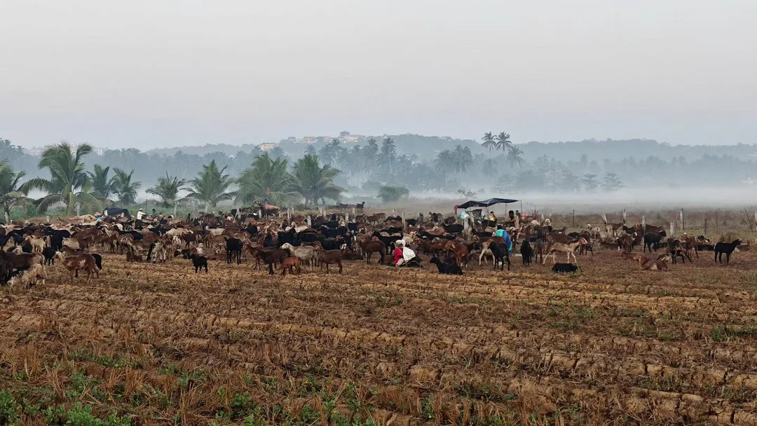 The gadariyas are back in our fields. Turning parali into goat poop. This time they're visiting from Karnataka.