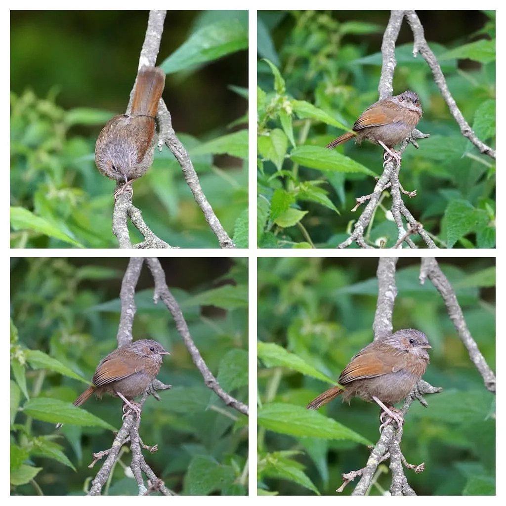 Babblers don't leave me alone anywhere