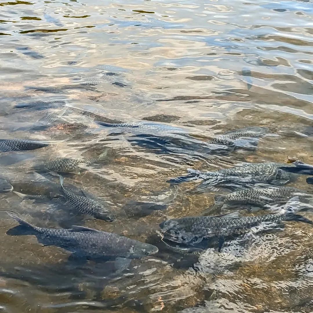 So many big #fish in the #Tunga river.

#Karnataka #nature