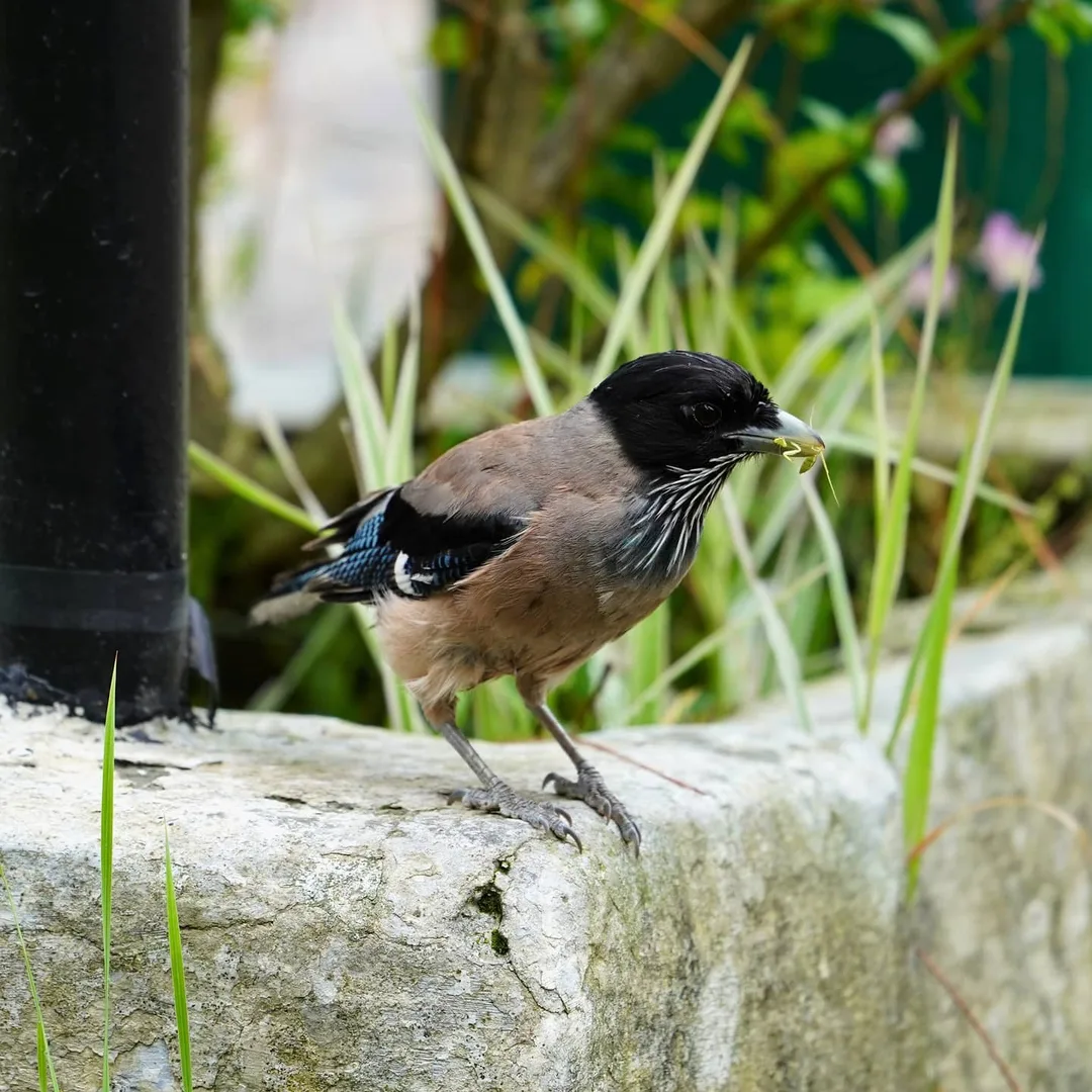 #Mantis. Yes this pic is about the last moments of a mantis. The #Black-headed #Jay is incidental.