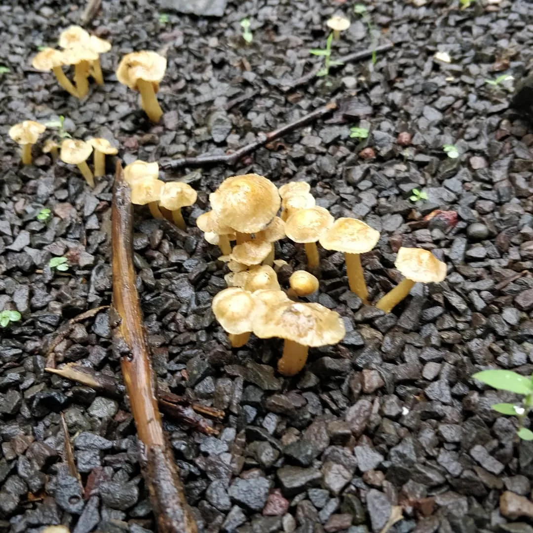 Shrooms!