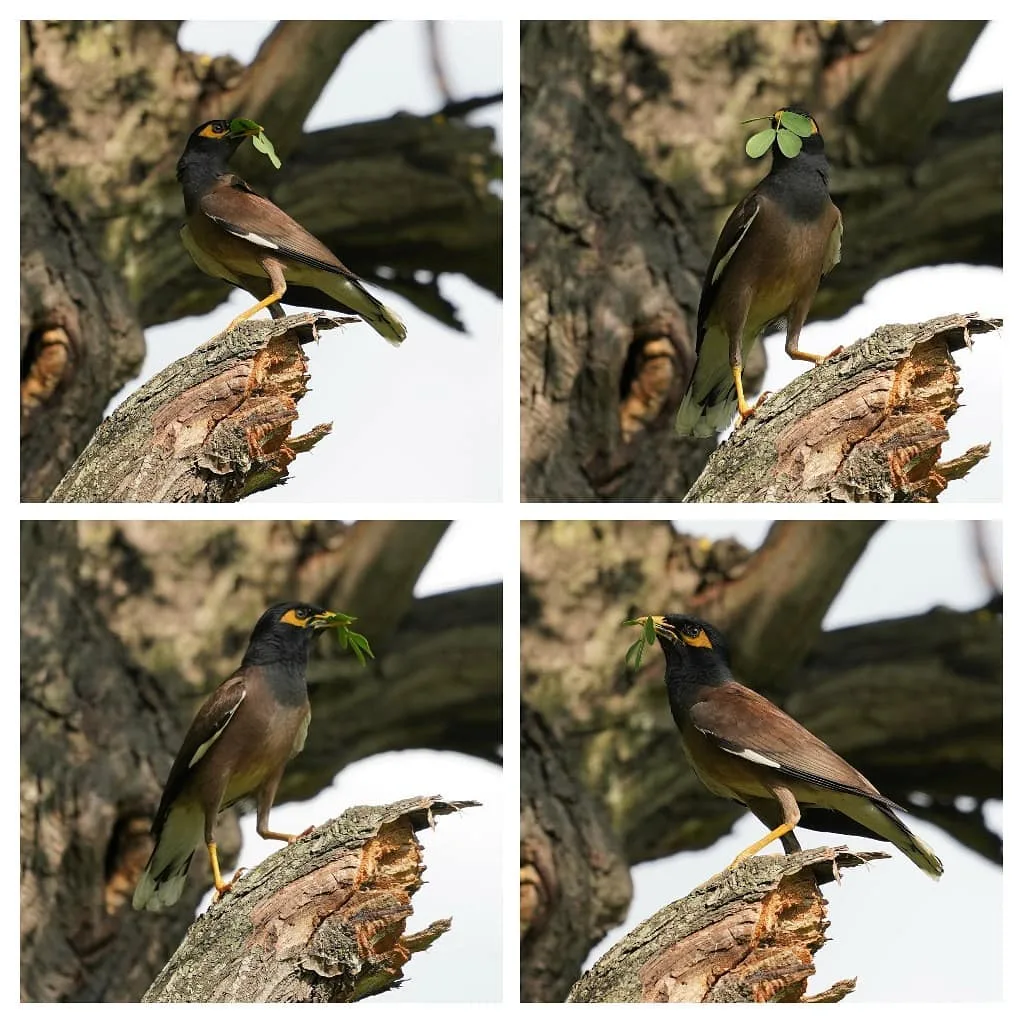 The #Myna might be Common, but that doesn't make it any less majestic than other birds. मैना.