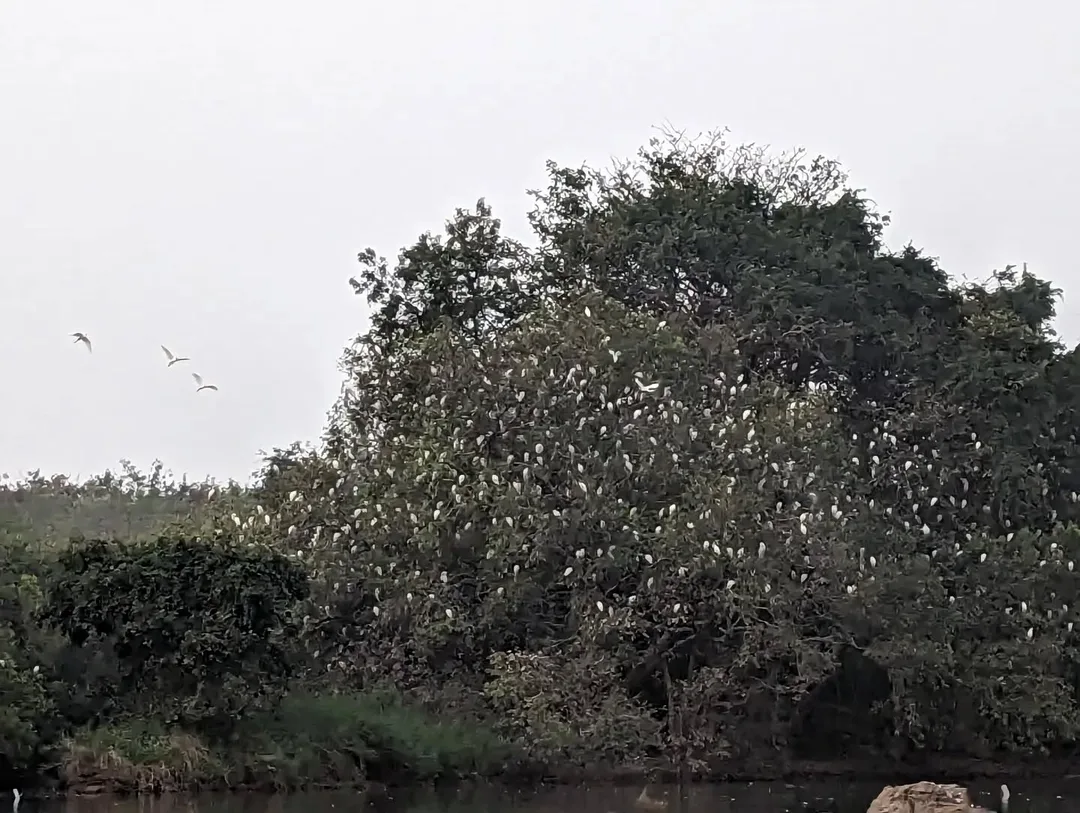 Lots and lots of birdies in a tree