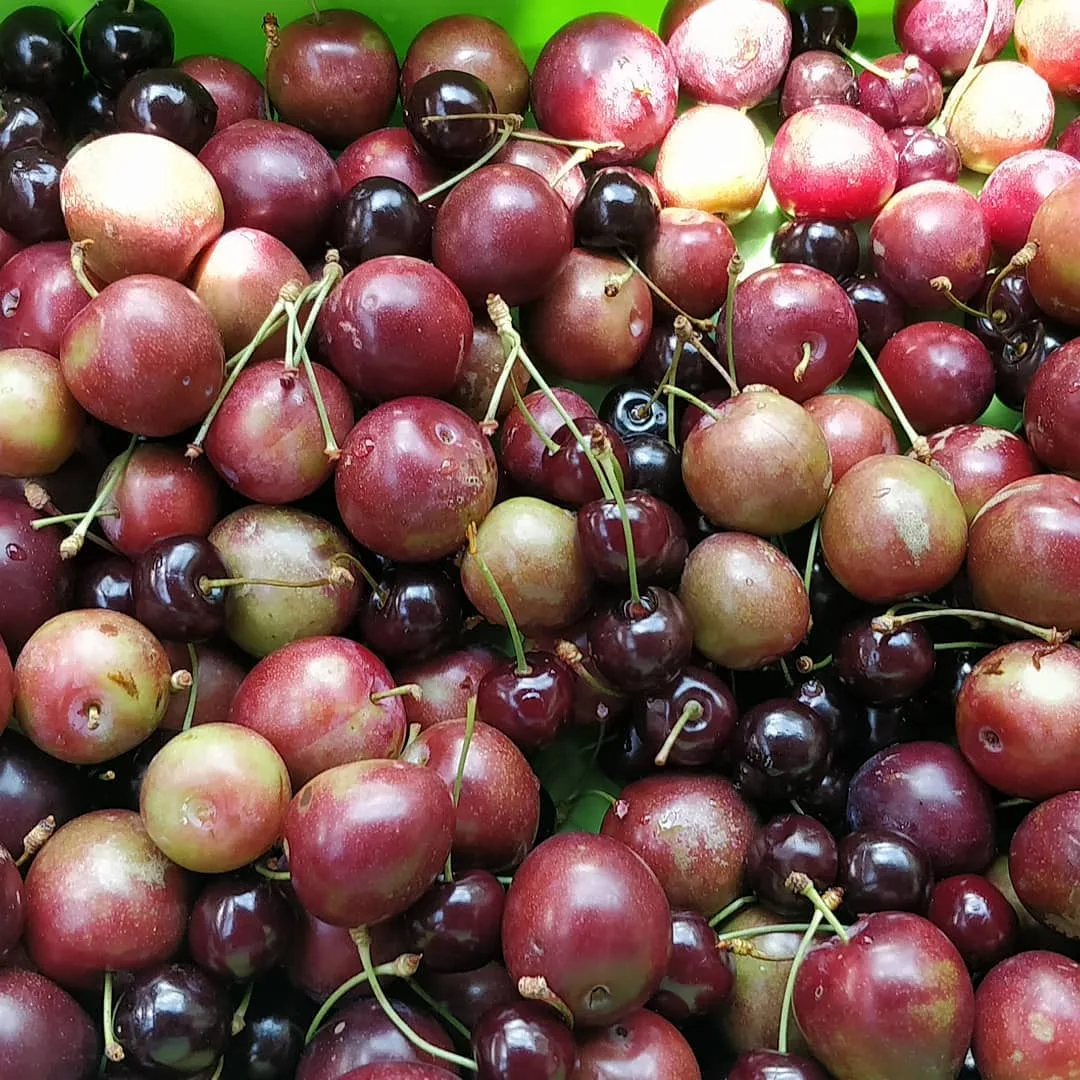 All #fruits for #lunch