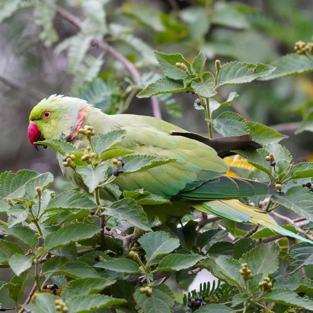 तोता। Rose-ringed Parakeet. Just look at the details on the feathers.