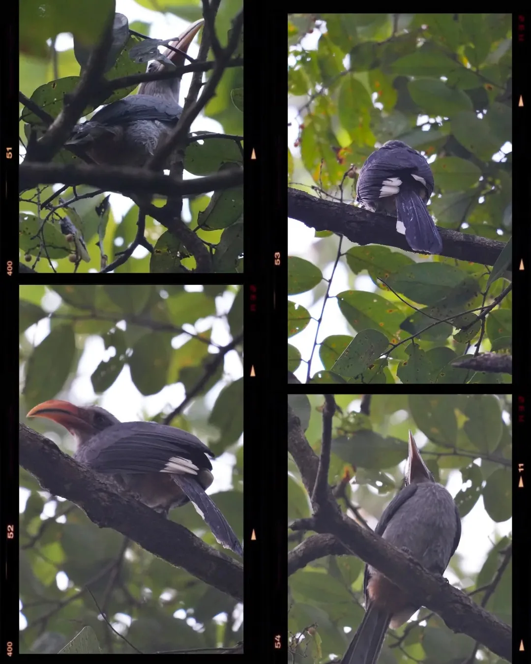 In January we went camping in Dandeli. There we met the Grey Malabar Hornbill, a.k.a. dhanesh, gobre vaayre or kaldal hakki.

#birds #goa #Dandeli #birdsofindia #nature #naturephot