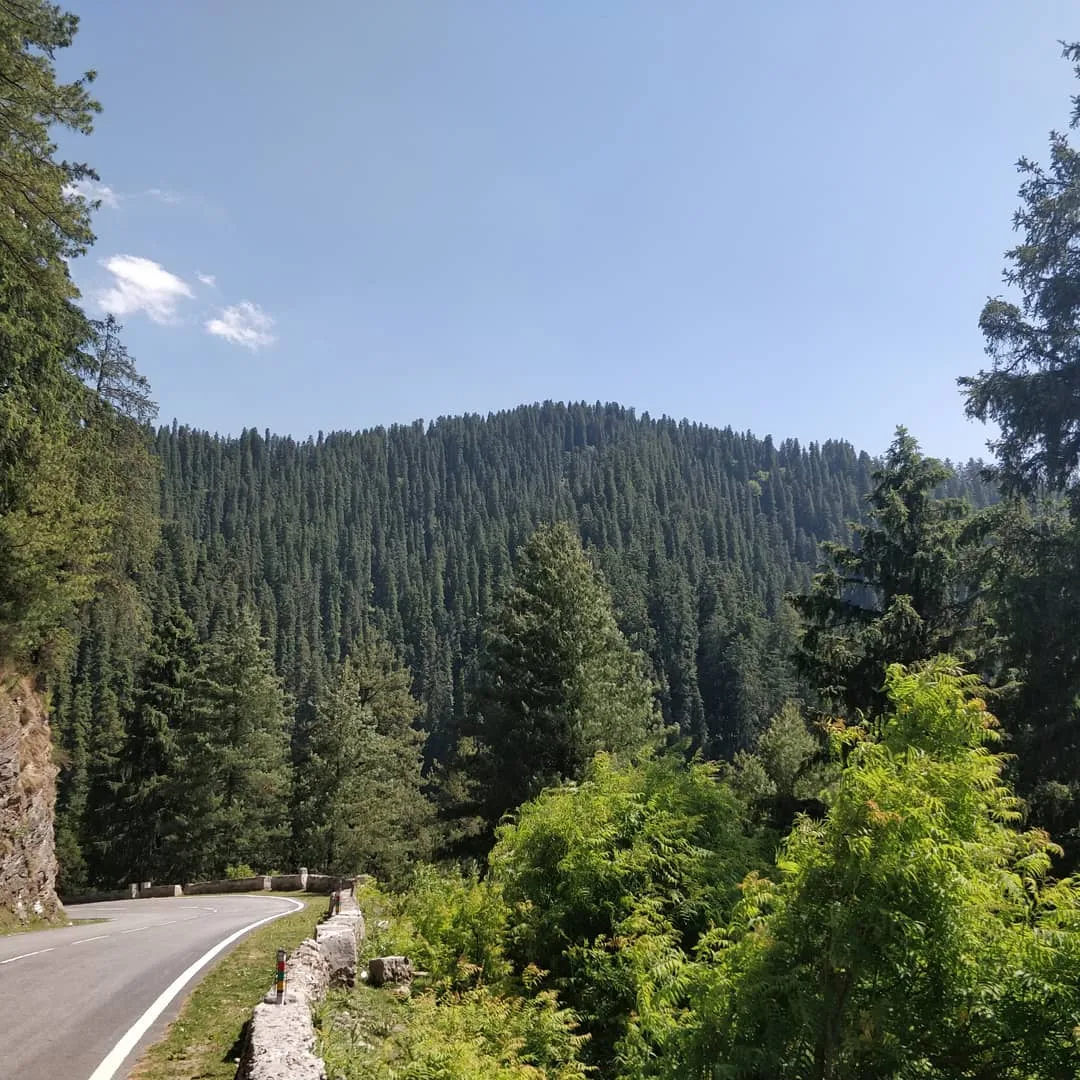 #trees #nofilter