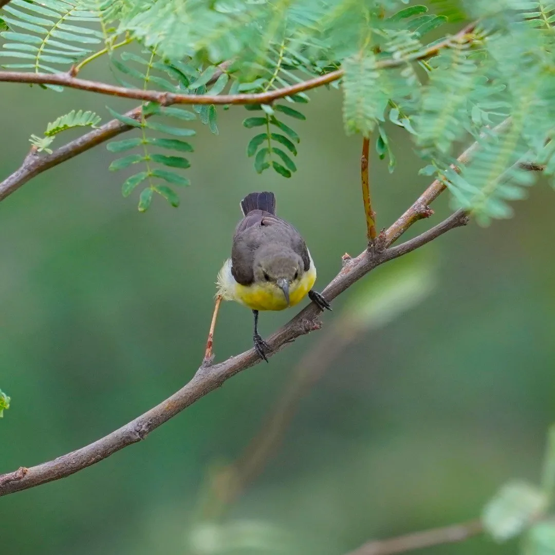 The Purple Sunbird, female. I've always only photographed the male before, with its striking colours.