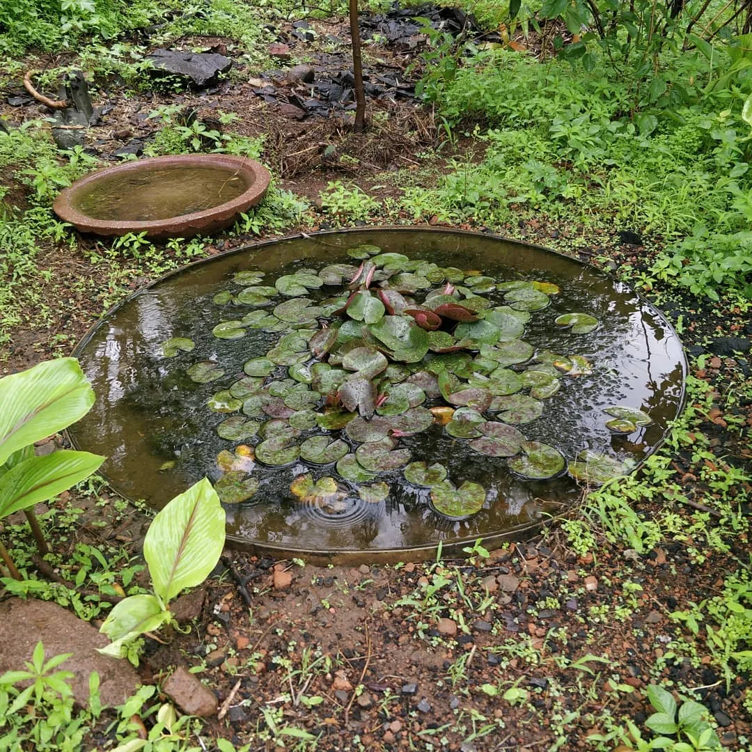 Water lilies