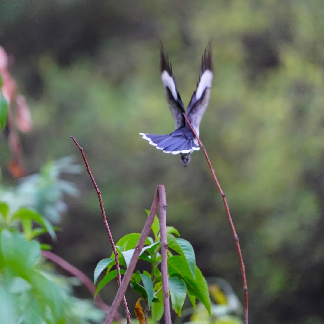 And the cuckoo flies away