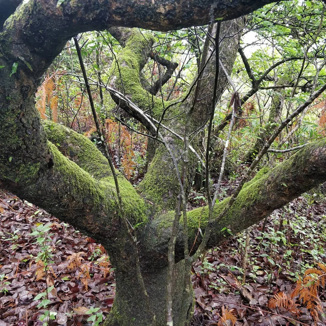 Another #mossy #tree