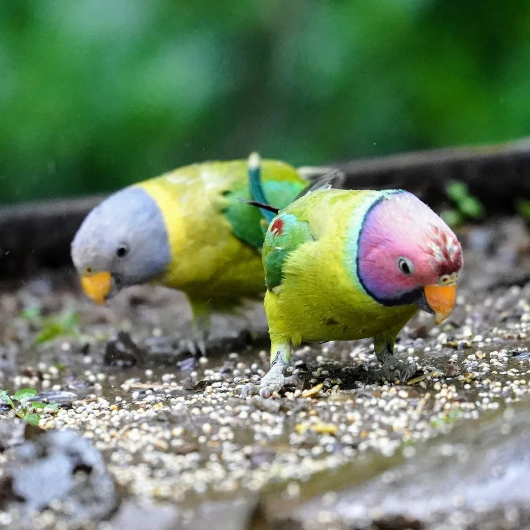 A Plum-headed Parakeet couple, om nom nomming. Repeat after me - awwwwwwwww