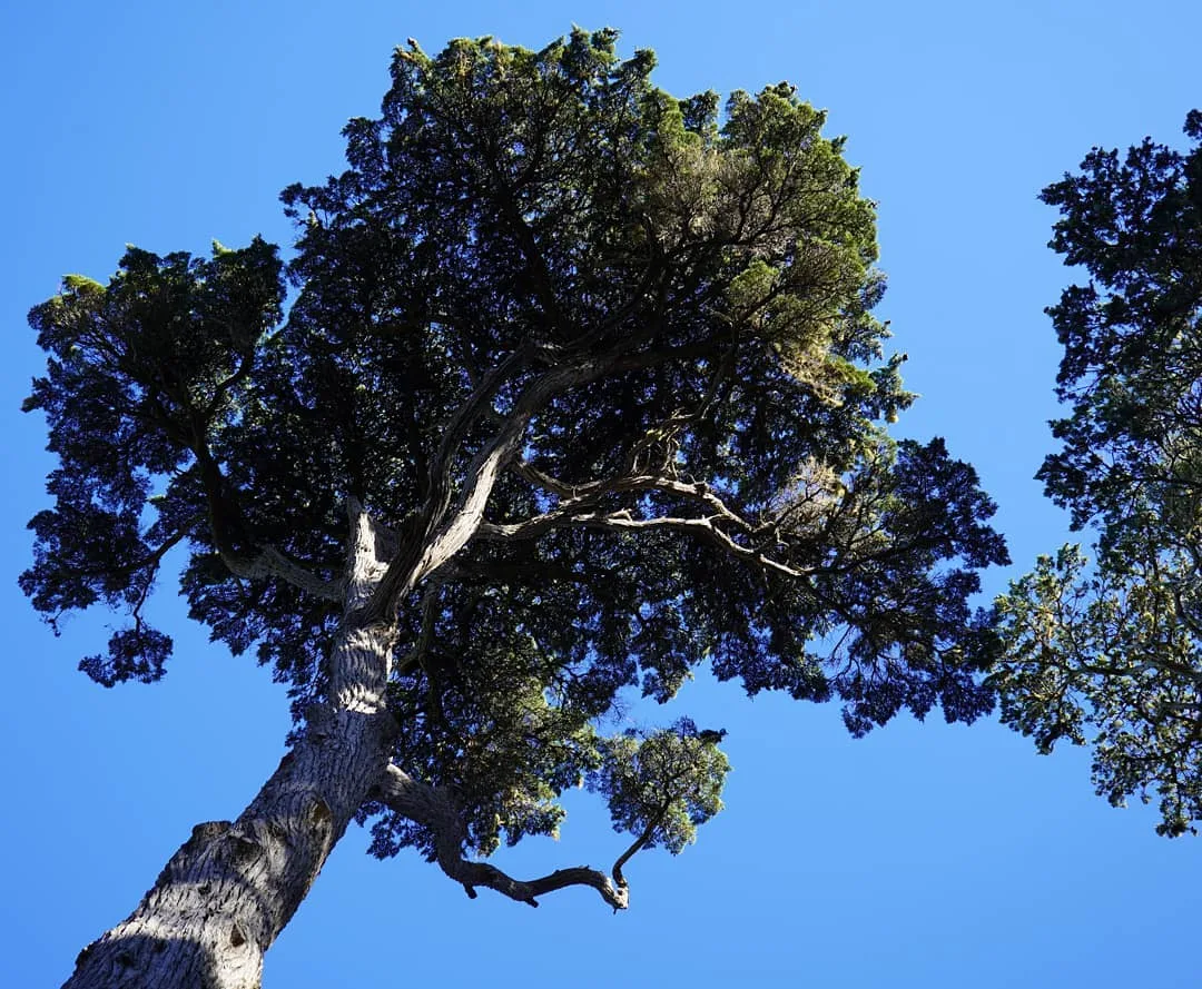 When one tree gently caresses another