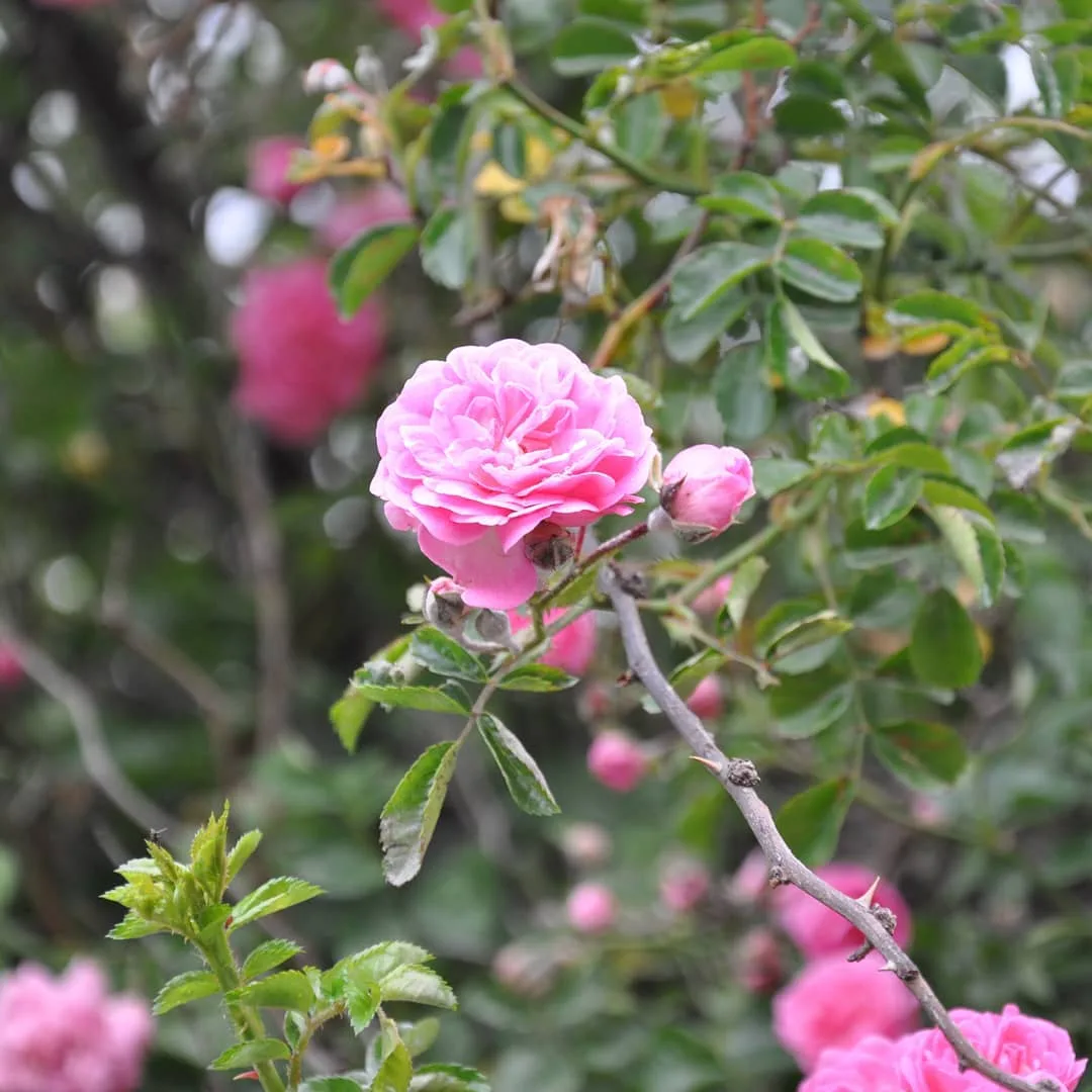 The #flowers of #Narkanda

#rose