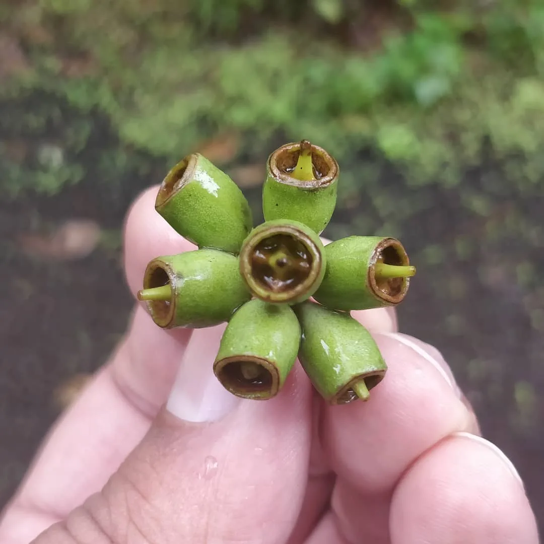 Me: This is a pod. All the ingredients of life are within this pod. Everything life needs to sprout again. A tree packages this pod and gives it to you. You can take it anywhere yo
