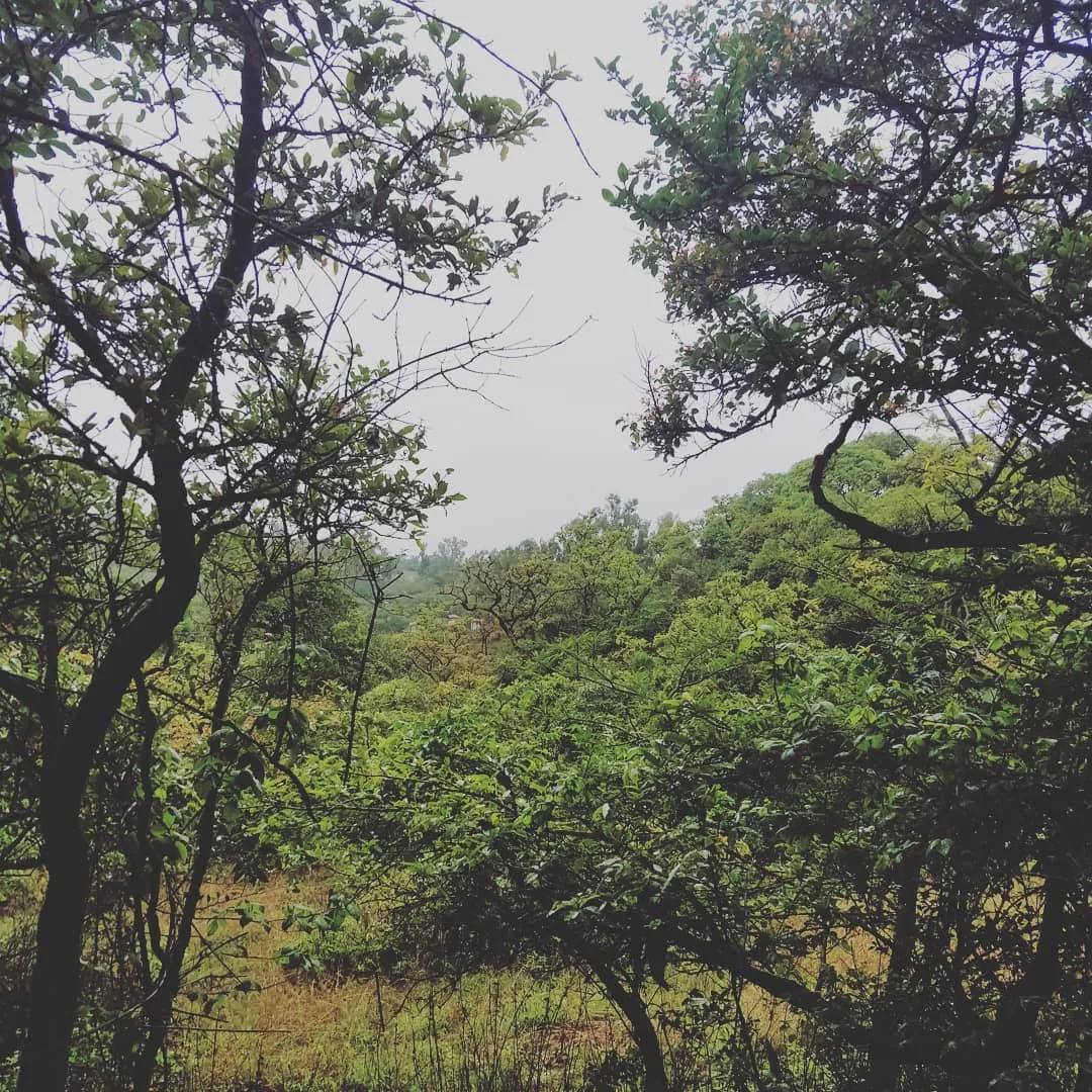 This might be the last of S1's pics with me.

What do you think about it? Nature from the eyes of a twelve year old. Does the imagery talk to you?
