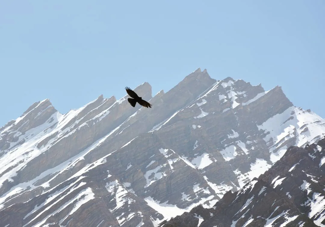 #eagle #snowcappedmountain #Spiti #SpitiValley #Kaza