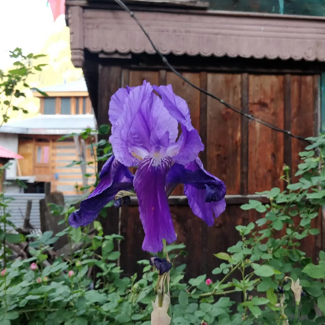 Monster flower gonna get you tonight.

#HimachalPradesh