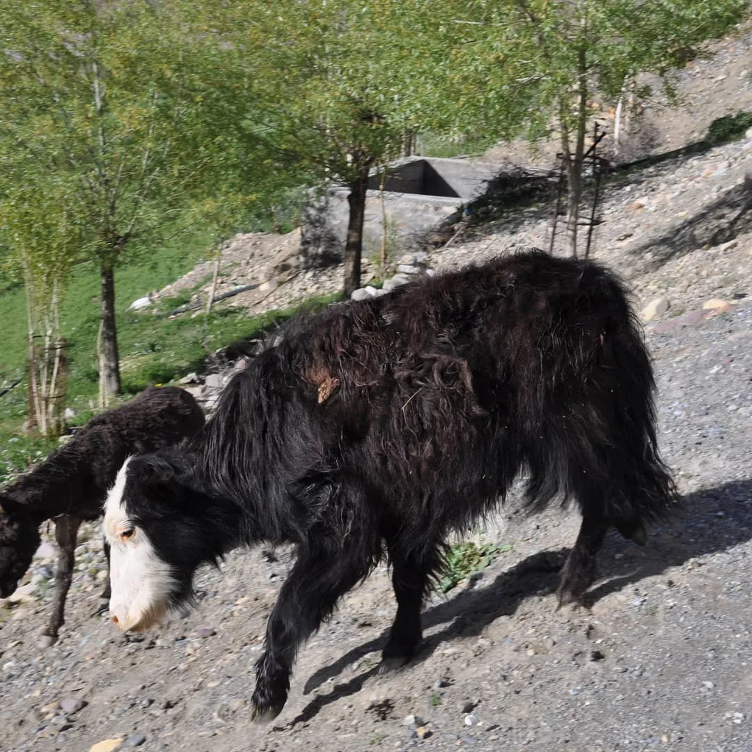 Because you people like #cows so much