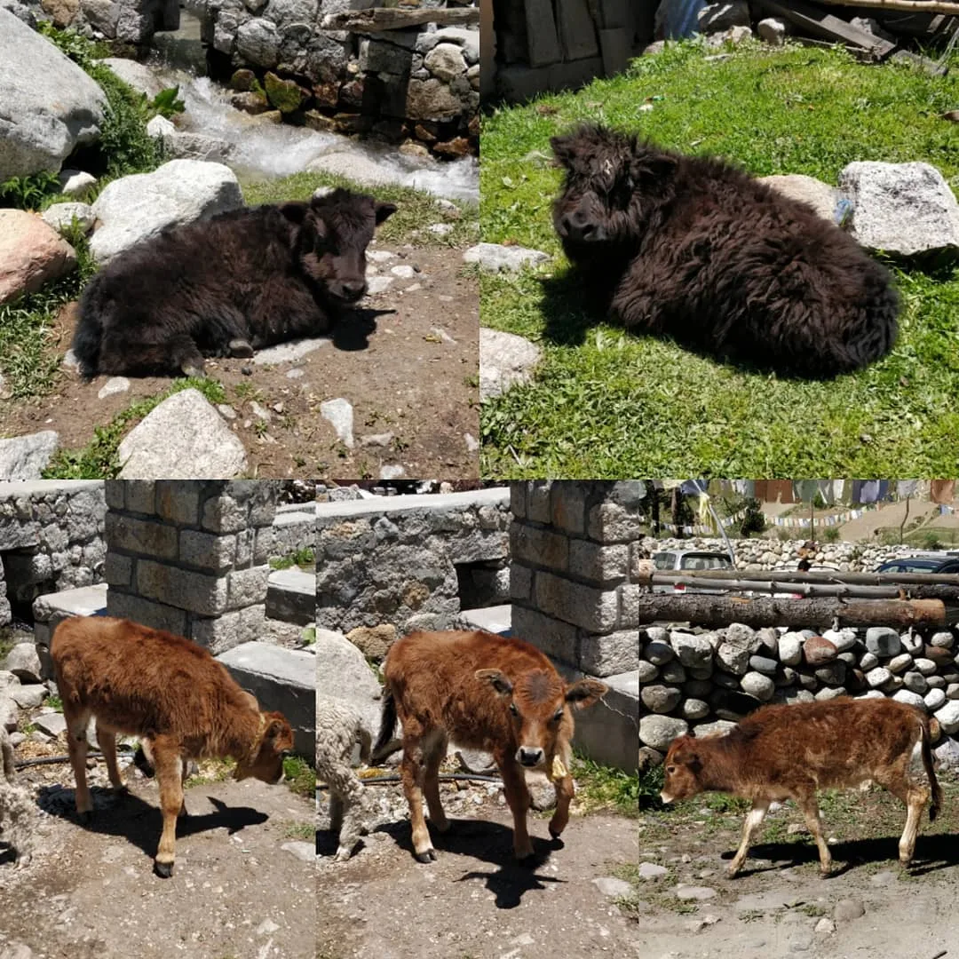 #cowsofinstagram 😂