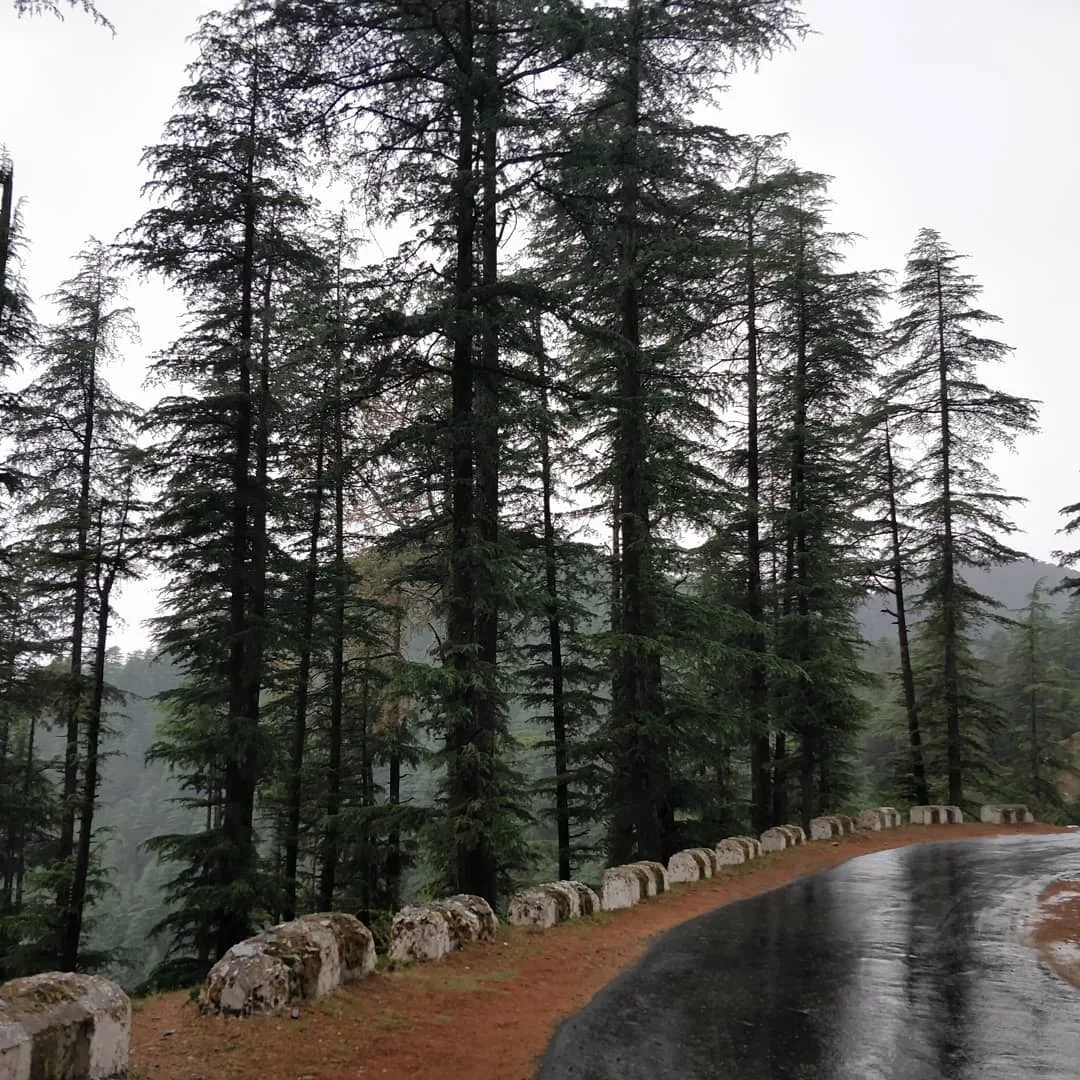 Now we are #driving through the #hills of #Chail while it lightly #drizzles.