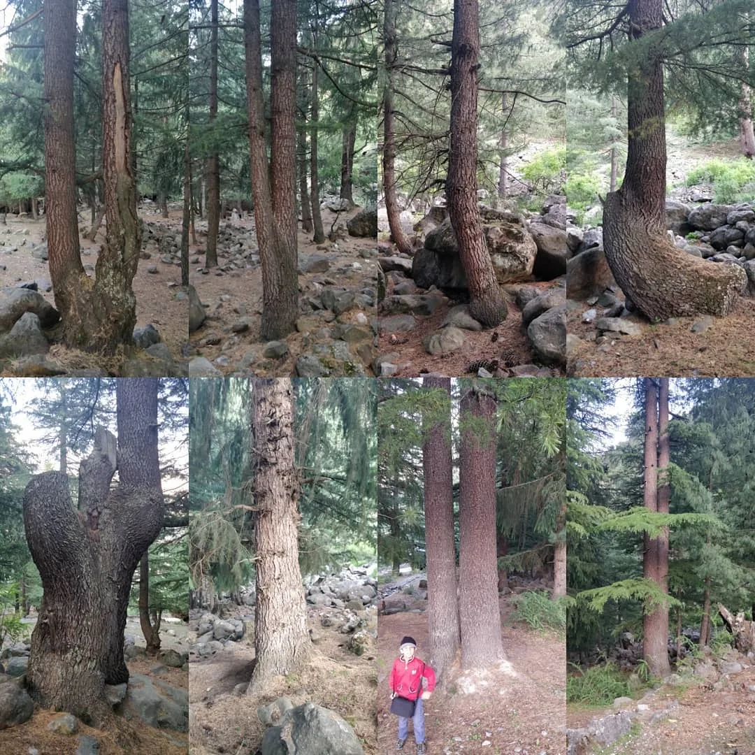 आज हमने कई दरख़्तों से दोस्ती की 😊

#TheHiddenLifeOfTrees