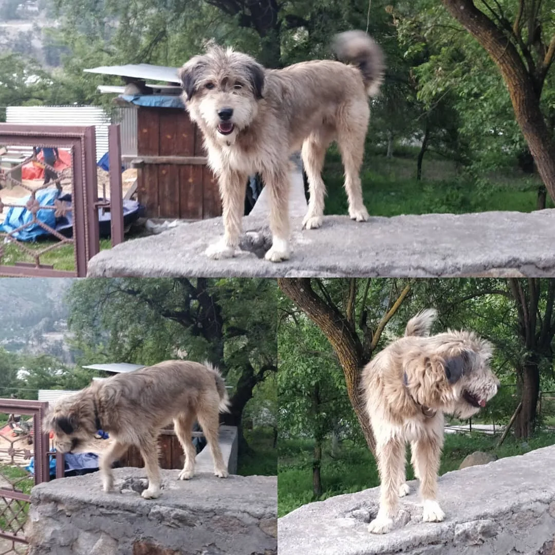 #dogs #dogsofinstagram #goodboy #HimachalPradesh