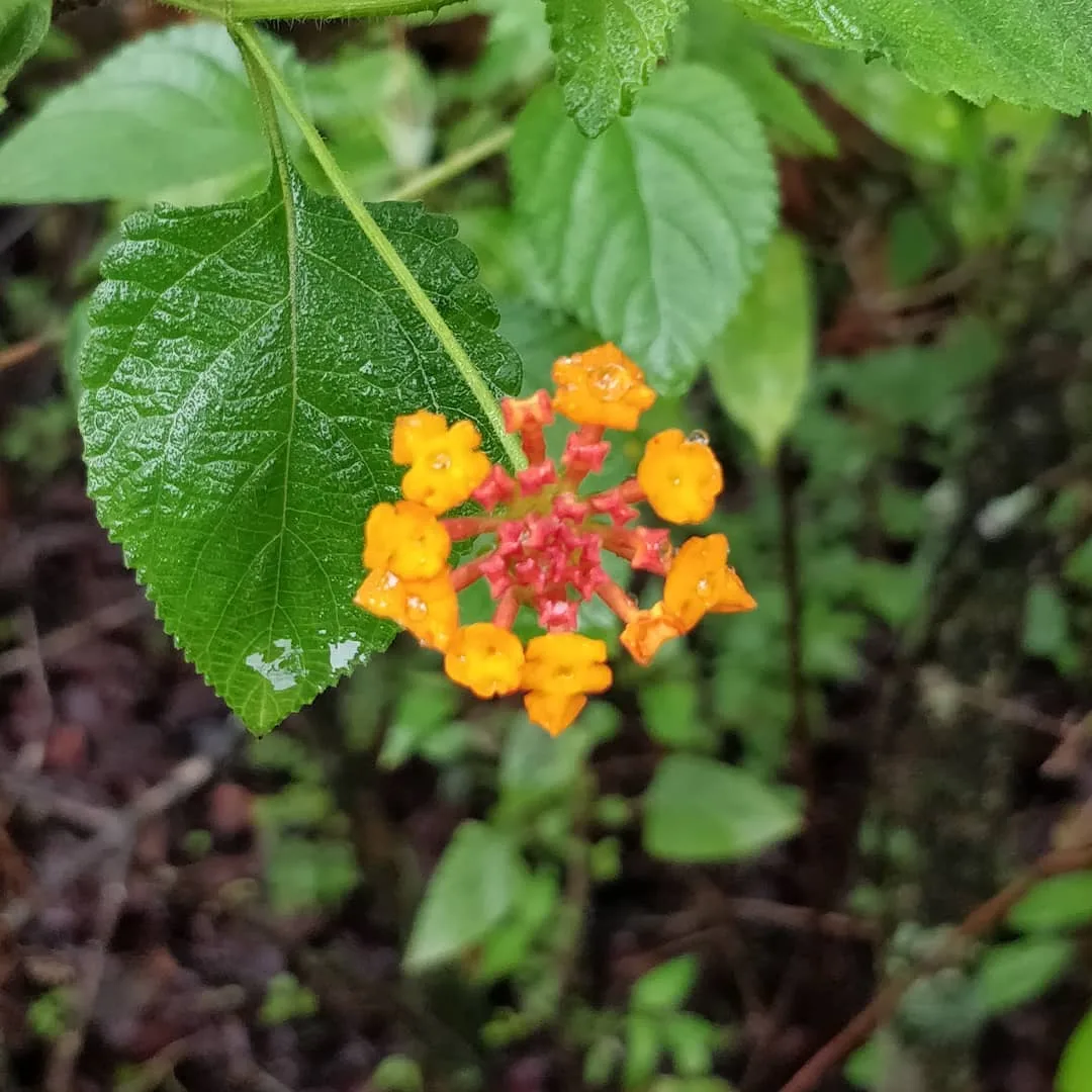 #nofilter #nocaption #flower #clusterflower