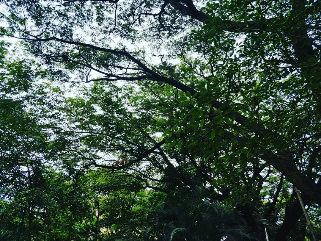 There's just something about #tree #canopies