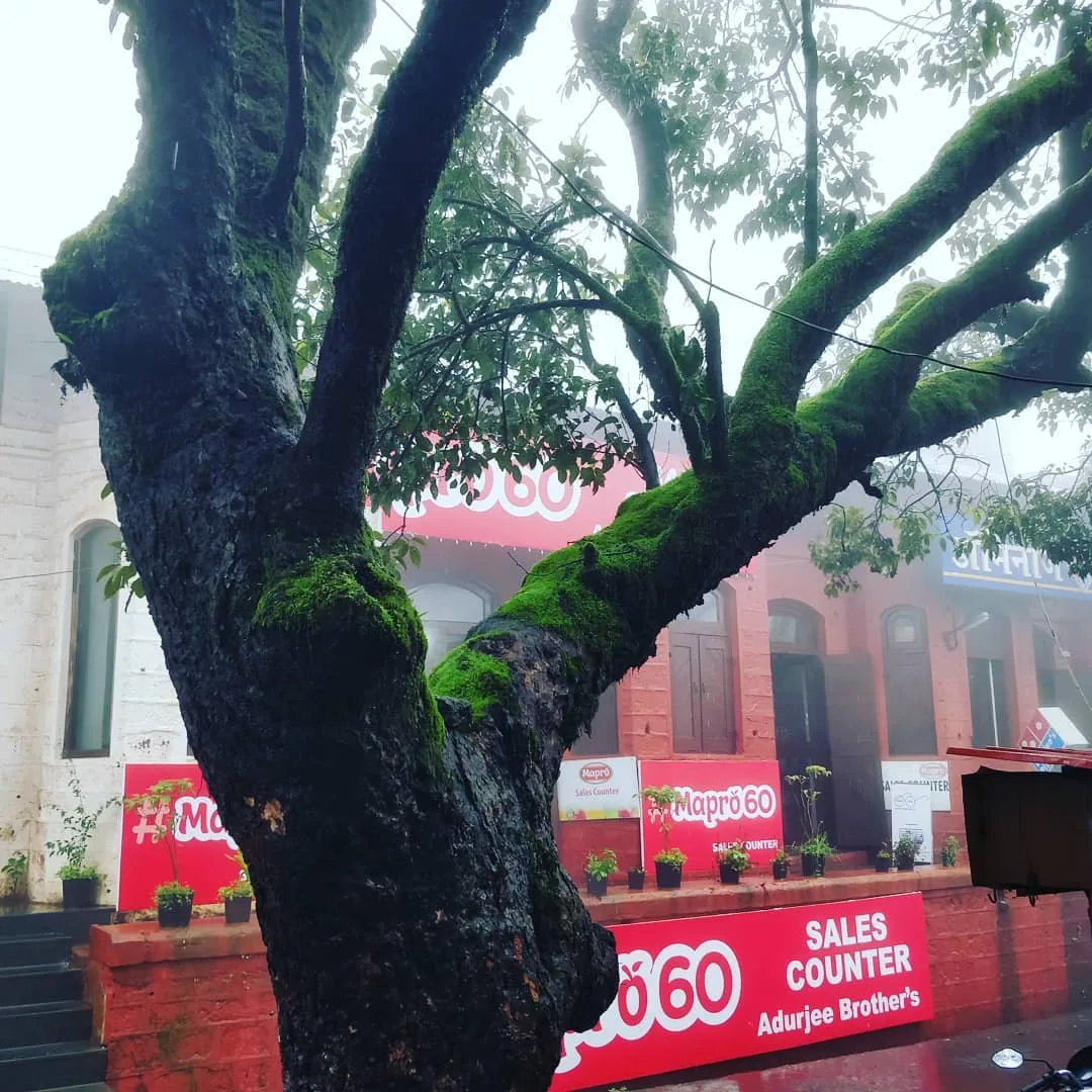 When it #rains as much as it does at #mahabaleshwar, when the #trees grow #moss