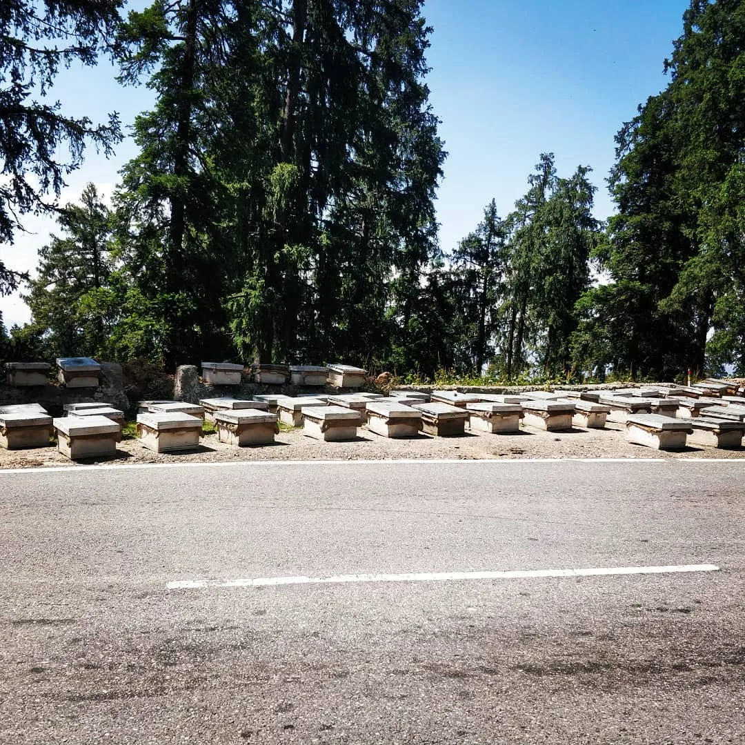 I thought these boxes were used to make concrete blocks. M1 correctly identified them as #bee keeping boxes. Zoom in and see the #bees buzzing.

#HimachalTourism #HimachalPradesh #