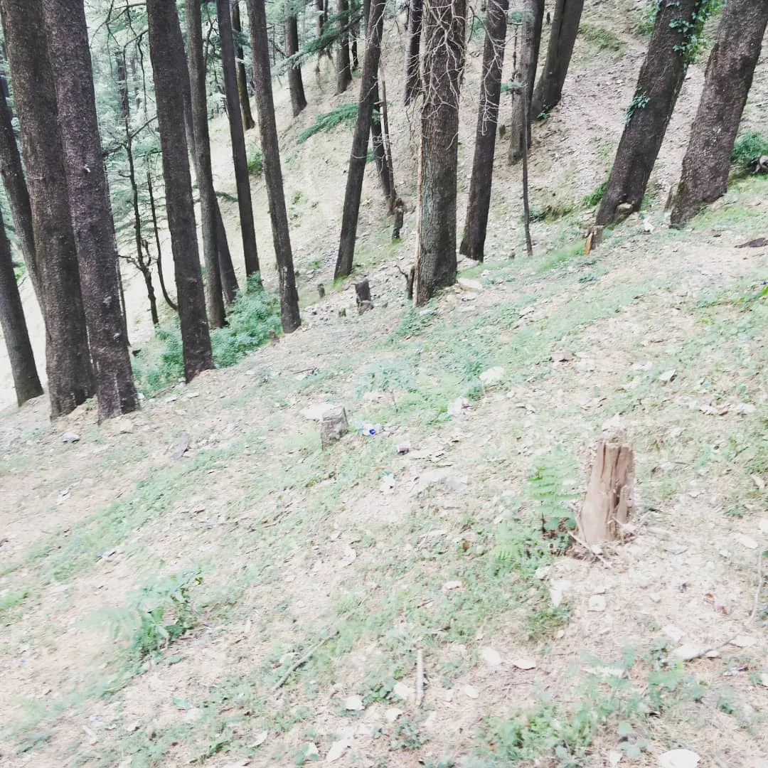 The #hills of #Kufri are full of #trash, #tree #stumps, #people and #cars. Sad.

The #drive and the #road are amazing, just like @deepankarbasu had said.