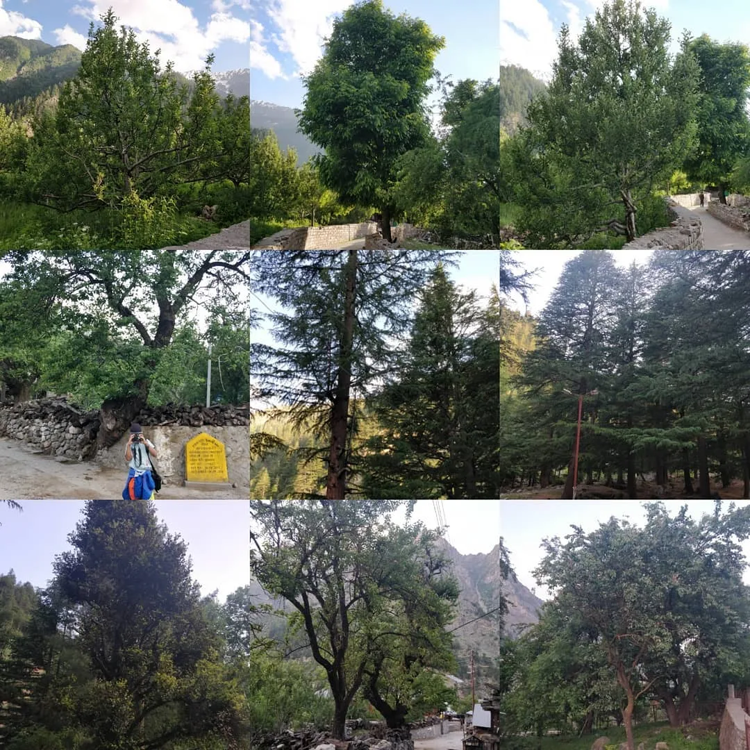 #Moar #trees

#TheHiddenLifeOfTrees