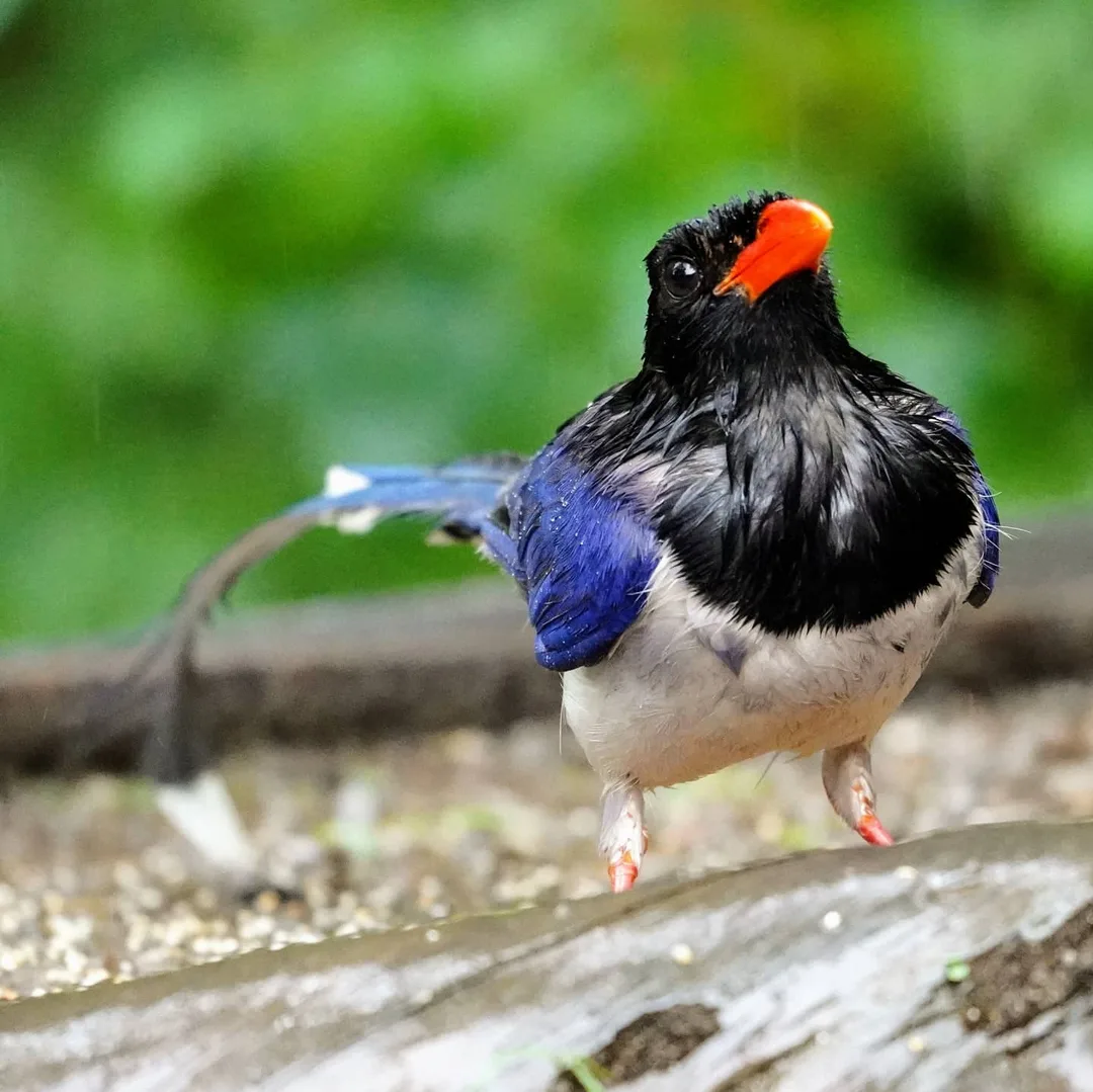 Excuse me while I puff up my chest to thwart any other birds trying to get at this buffet.

The Red-billed Blue Magpie, y'all. Wait till you see its tail in the next post.