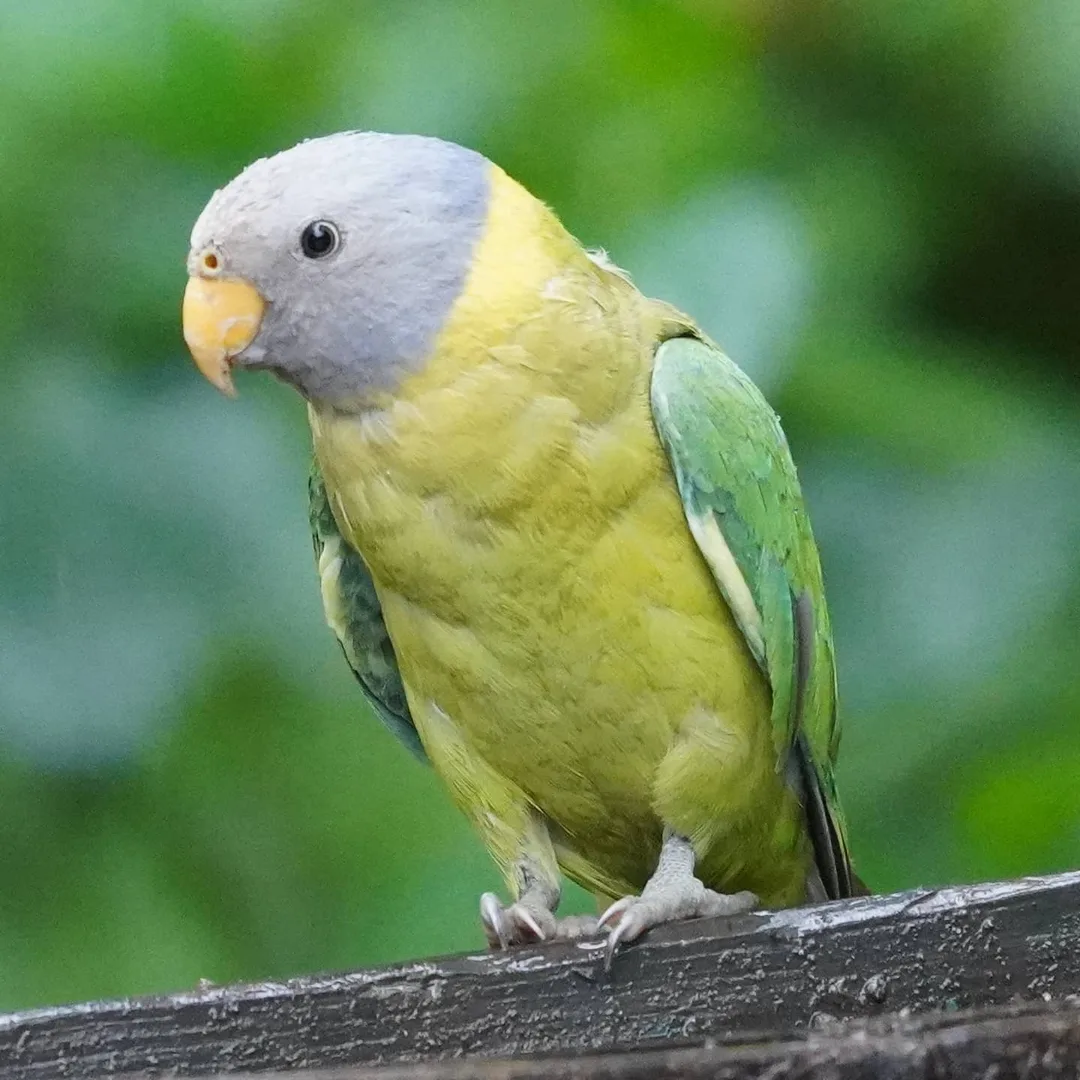 La Plum-headed Parakeet. तोता.