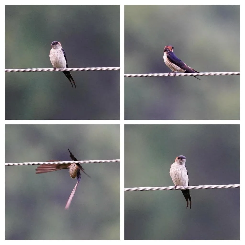 It's swallow time again