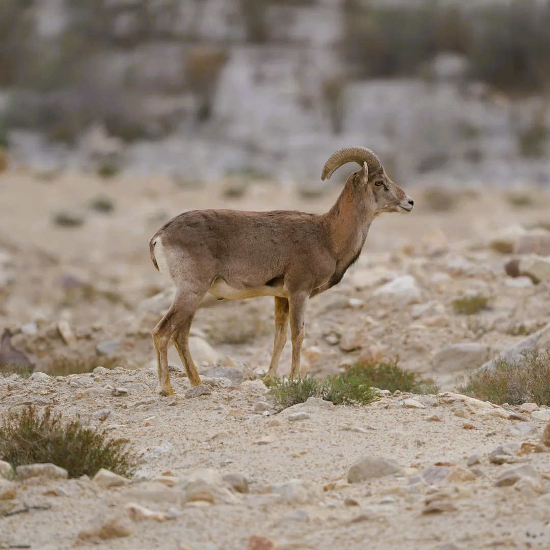 The Himalayan Ibex.