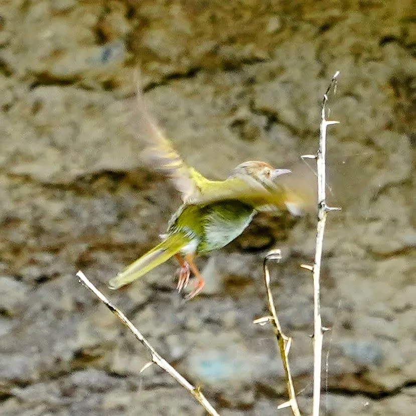 A Common Tailorbird making its getaway