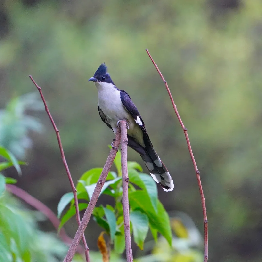 The Jacobin Cuckoo. In India it is considered to be the harbinger of rain. Indeed it had rained in Gurgaon the night before I captured this pic.