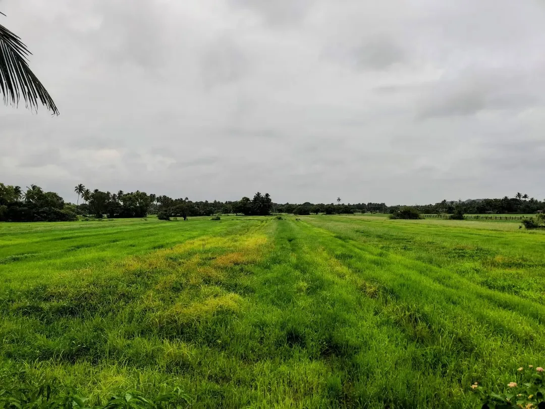 #Goa is so fabulously #green in the #rains. The phone camera just does not do justice in these low light conditions. The #paddy #fields have different #shades of green, in waves. I