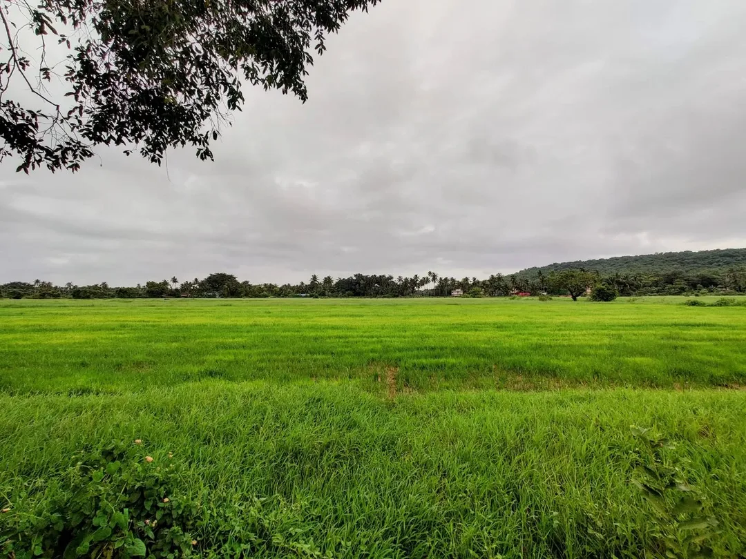 #Goa is so fabulously #green in the #rains. The phone camera just does not do justice in these low light conditions. The #paddy #fields have different #shades of green, in waves. I