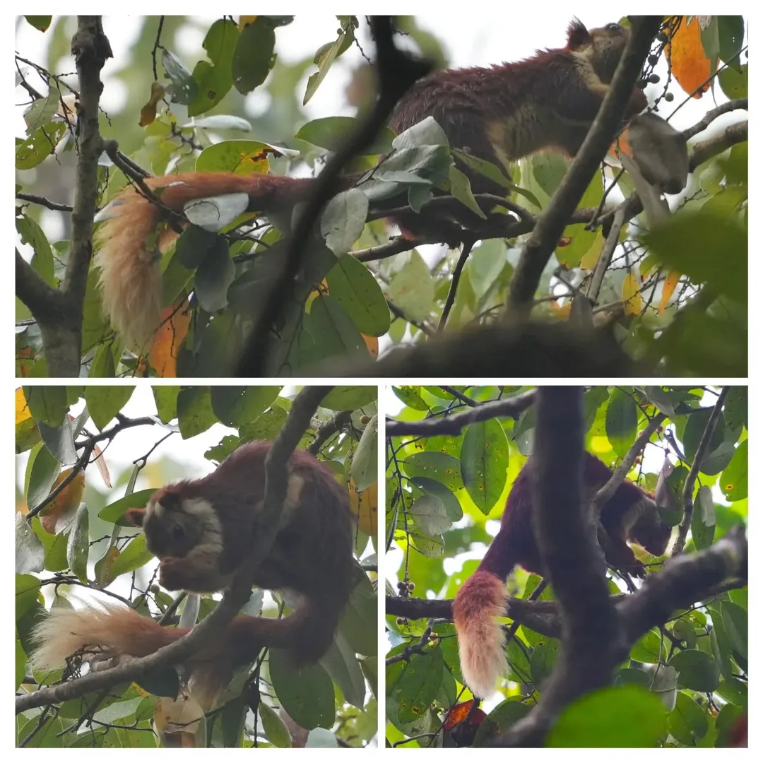 The other fascinating creature in the hills of #Dandeli is the #Malabar Giant #Squirrel or shekaru. This cute and majestic animal lives high up on tall trees. It's bushy tale is a 
