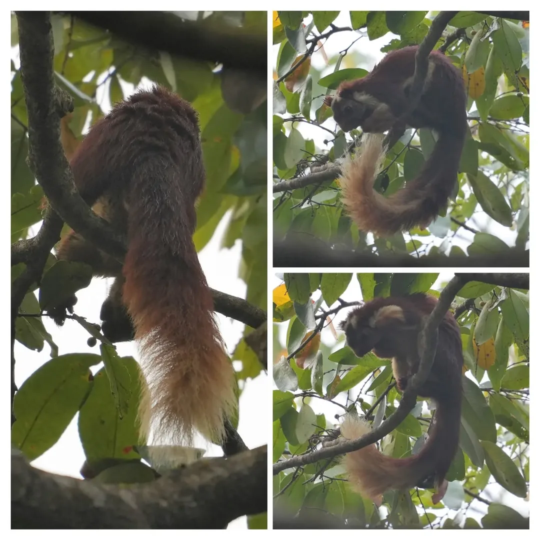 The other fascinating creature in the hills of #Dandeli is the #Malabar Giant #Squirrel or shekaru. This cute and majestic animal lives high up on tall trees. It's bushy tale is a 