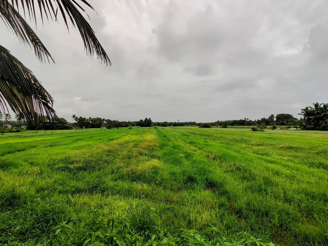 #Goa is so fabulously #green in the #rains. The phone camera just does not do justice in these low light conditions. The #paddy #fields have different #shades of green, in waves. I