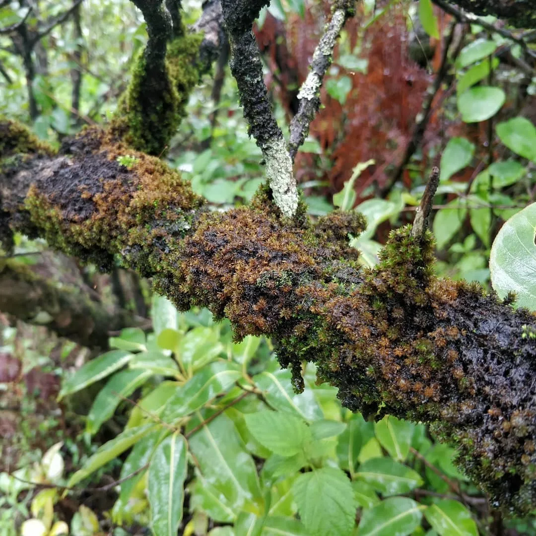 Like me, do you also fancy #moss, #litchen and #fungi?