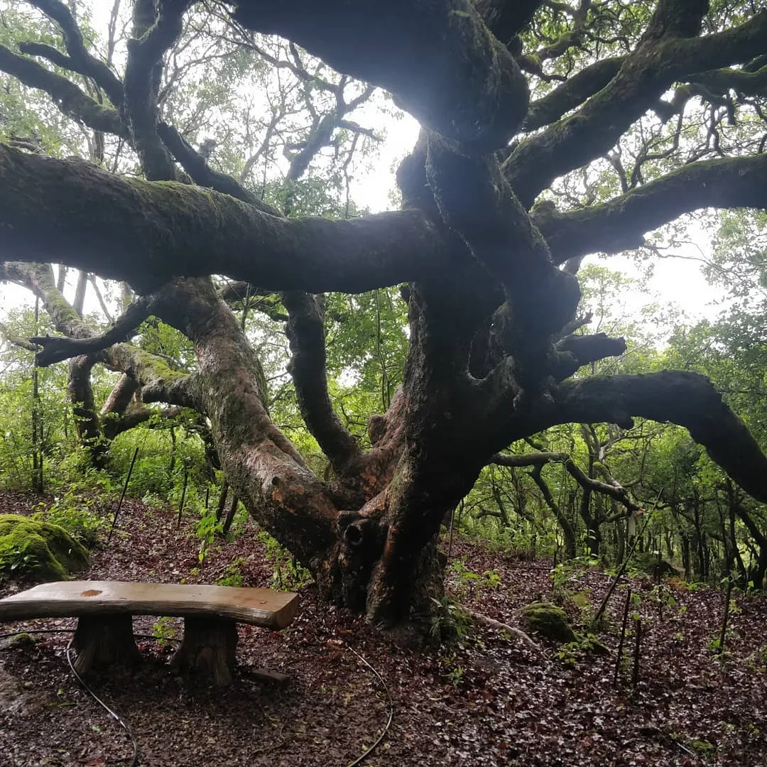 Down winding paths we find twisted trees