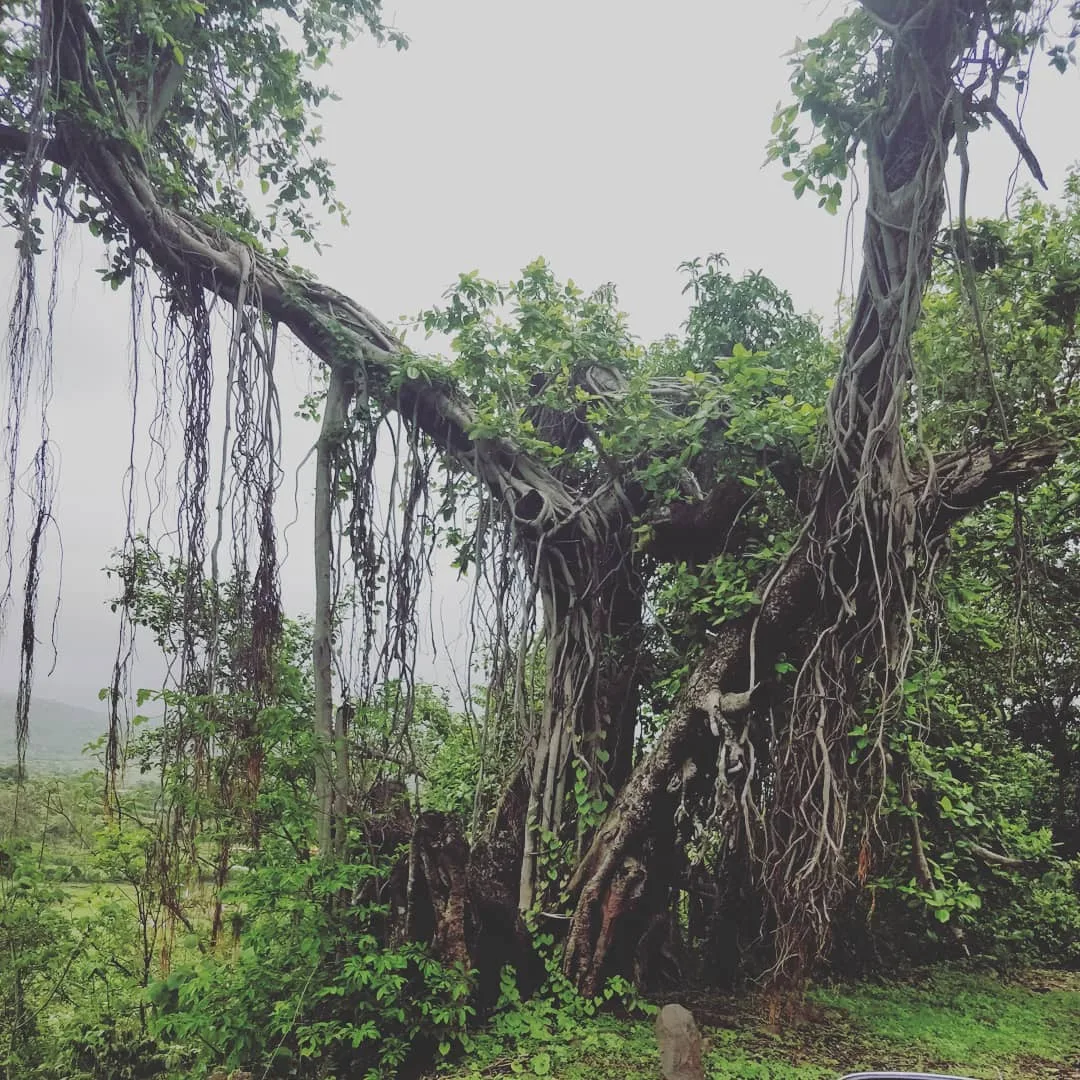 More #gnarly #trees to #haunt you at night